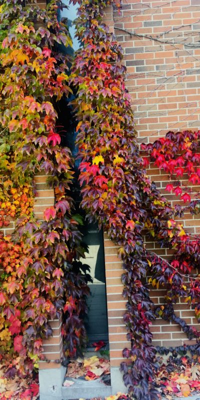 Multicoloured fall leaves on the brick exterior of Atkinson Building at York University.